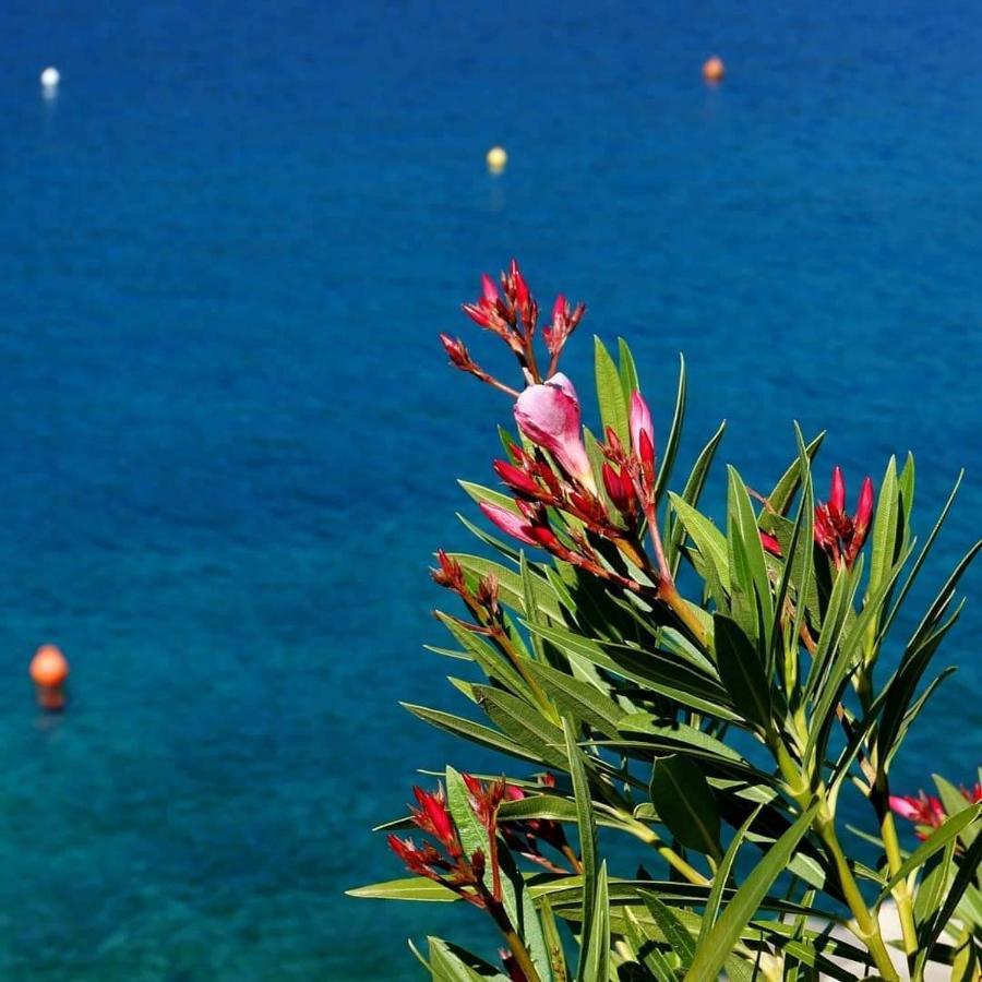 Ariademar *